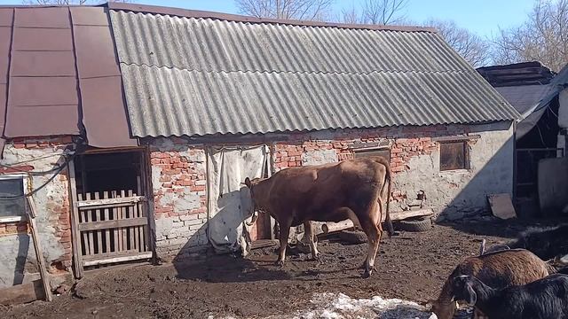 Выгул Марты