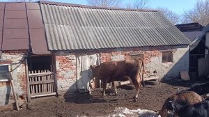 Выгул Марты