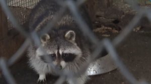 Привезенный из США енот-нелегал проходит адаптацию в парке животных в Брестской области