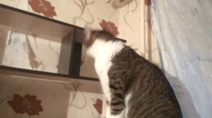 Как идёт сбор пожертвований для спасения Златы