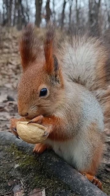 Синица спугнула белку