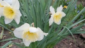 🌼 Нарцисс Айс Фоллис 🏵