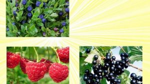 растения четвёртый лишний