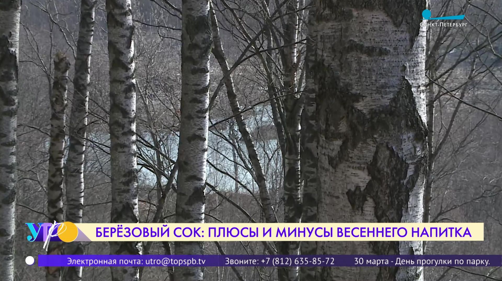 Берёзовый сок: польза и вред весеннего напитка