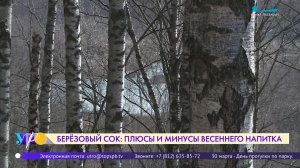 Берёзовый сок: польза и вред весеннего напитка