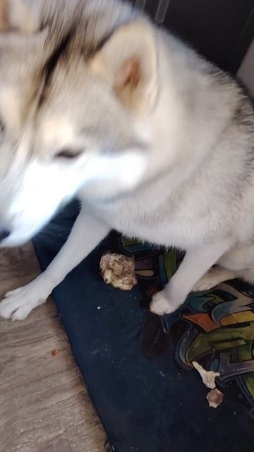 Воспитание Хаски Джека