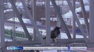 В Кузбассе разрешили неограниченный отстрел ворон