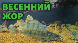 ВЕСЕННИЙ ЖОР