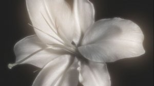 —Я п0st3п3нн0 з@bываю тv0ё лиц0../ переделала✌ (ыыв, чё всё трясётсяяя:_ )