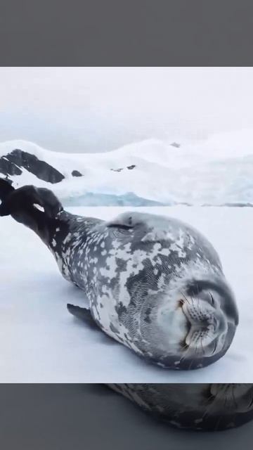 Храп морского котика