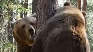 ТАЙНЫ ДИКОЙ ПРИРОДЫ: ЖИВОТНЫЕ В СВОЕМ МИРЕ! НЕВЕРОЯТНАЯ ПРИРОДА: ОТ ЛЕСОВ ДО САВАНН!