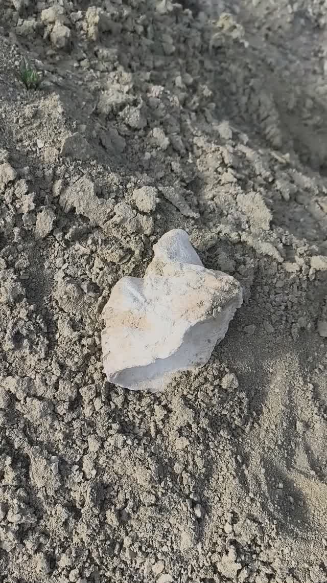 Pycnodonte Phygraea Gigantica Кил Малиновка