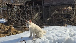 Щенок Забар в берёзках