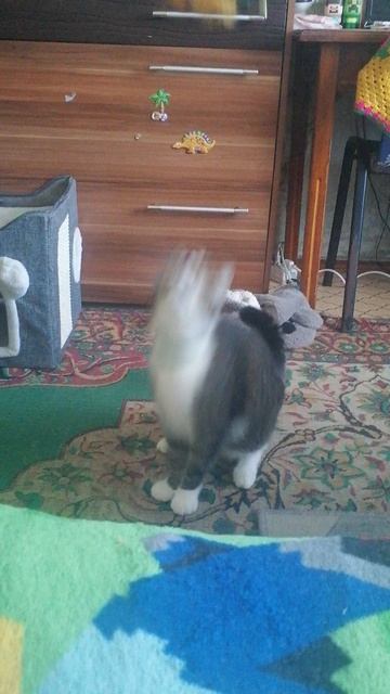 VID_20260330_173558.mp4