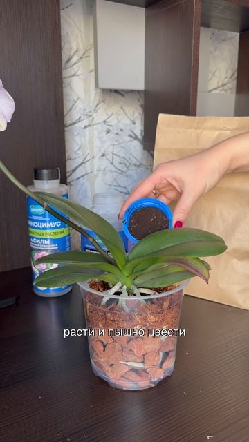 Пересадка орхидеи: уход после процедуры