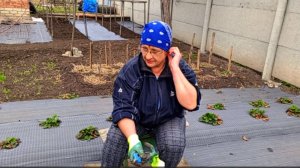 Дошли руки до клубники , открыла виноград  , а потом пошел ....