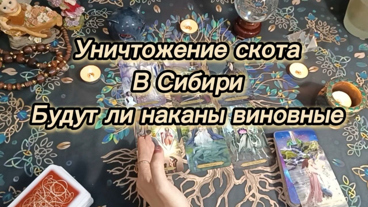 Уничтожение скота в Сибири. Будут ли наказаны виновные..