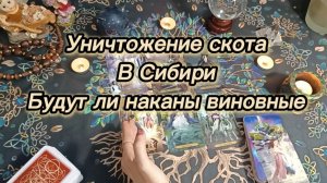 Уничтожение скота в Сибири. Будут ли наказаны виновные..