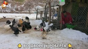 Содержание кур в домашних условиях и других птиц во дворе у Роберта 🐣🐤🦆🐔🪿🦃 (457)