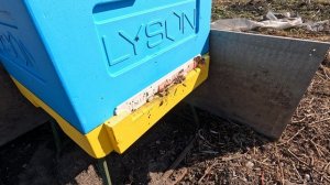 Пчёлы 2026-03-30 - часть 2