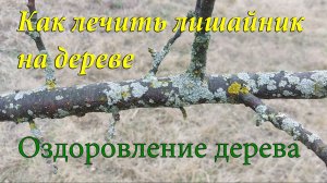 Как лечить лишайник на дереве. Оздоровление дерева