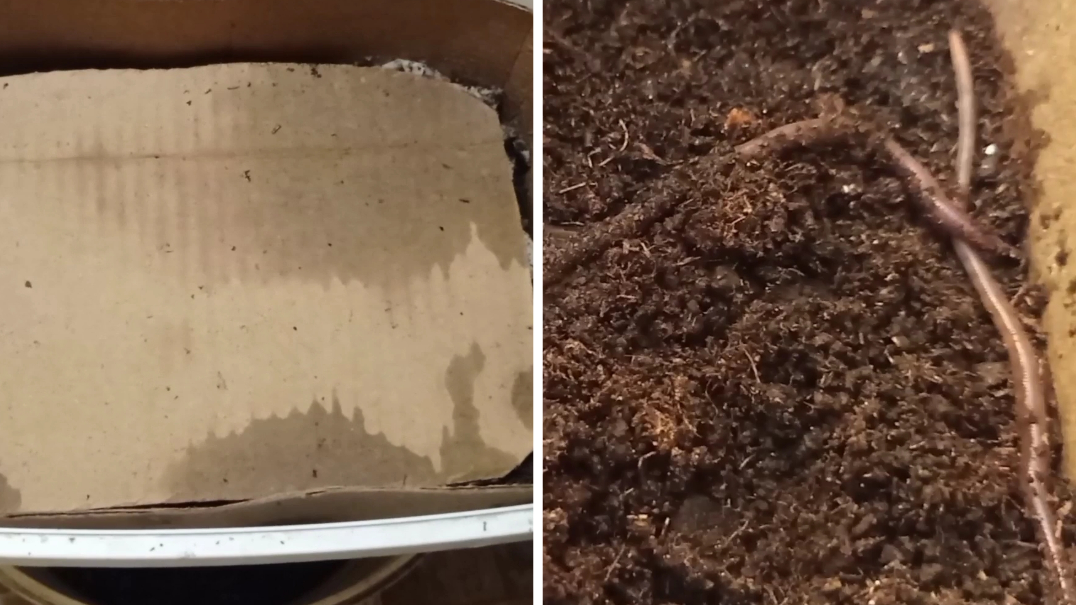 Учусь разводить червей Дендробена.