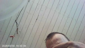 Посев семян кабачка «Желтоплодный»