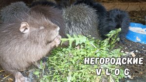 Огородные планы на весну. Радует аппетит НУТРЯТ. 25.03.26