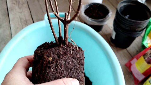 Распаковка #гортензий из посылки от агрофирмы Поиск.
Март 2026.
Обзор качества саженцев.