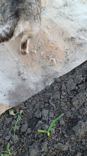 Огород.