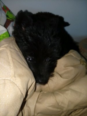 показываю мою новую собаку