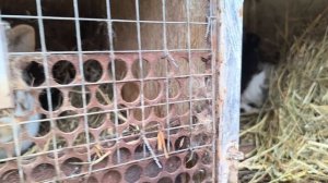 Новые кролики.Жизнь на Кубани