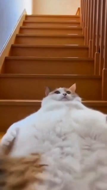 Кто-то звал кушать?