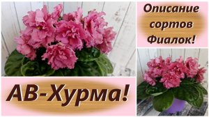 Описание сортов Фиалок! АВ-Хурма!
