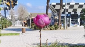 Тюльпашки Магнолия и что-то ещё! 27 марта Анапа