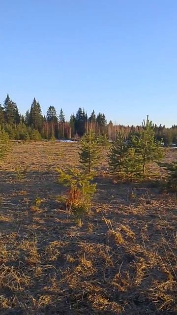 30 марта лес