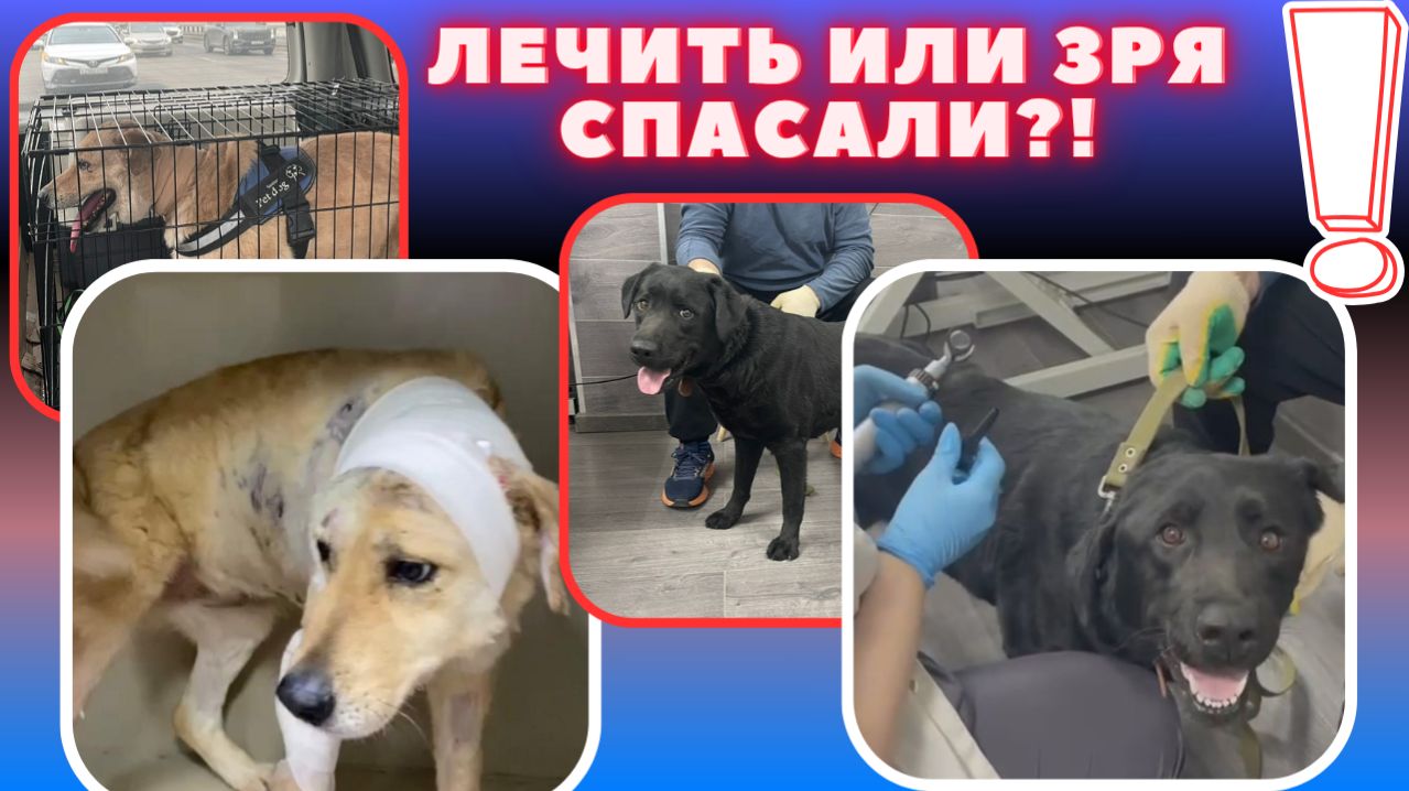 Я кричу за них, у них нет никого!