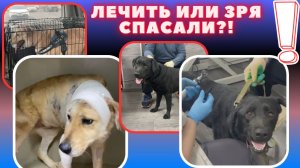 Я кричу за них, у них нет никого!