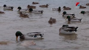 В Марий Эл отсутствует риск заражения птичьим гриппом