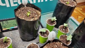 Рассады тыквы на 800$! Все гигантские тыквы проросли!