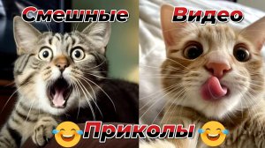 Смешные видео|Кошки