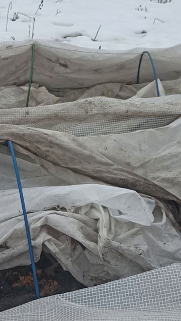 Раскрываем розы постепенно.