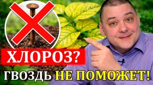 Феровит против хлороза. Быстрое спасение растений