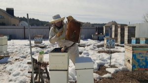 Сжимаю гнёзда у слабых семей и добавляю полномёдную рамку