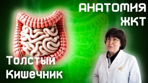 Толстый Кишечник. Анатомия органов ЖКТ. Анатомия и Физиология Для Всех