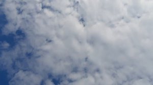 30.03.26 г. Андижанская порода голубей (3)