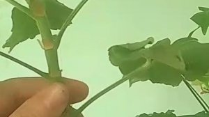 Загляни-ка!