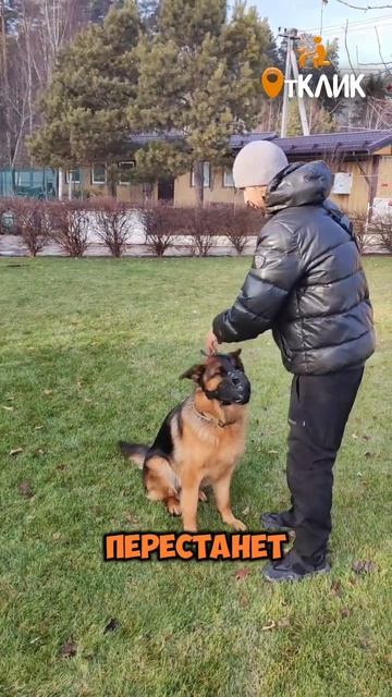 Команды в наморднике.