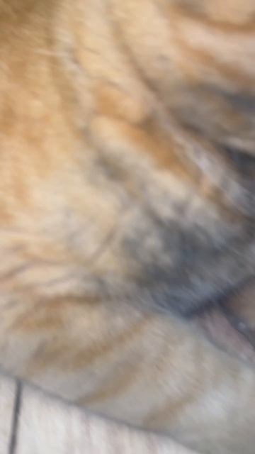 Прекрасное завершение  месяца марта, решил сделать Симба 😂