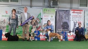 07.03.2026, СПб. Клуб "ПРЕЗИДЕНТ". Выставка CAC 3 группы FCI